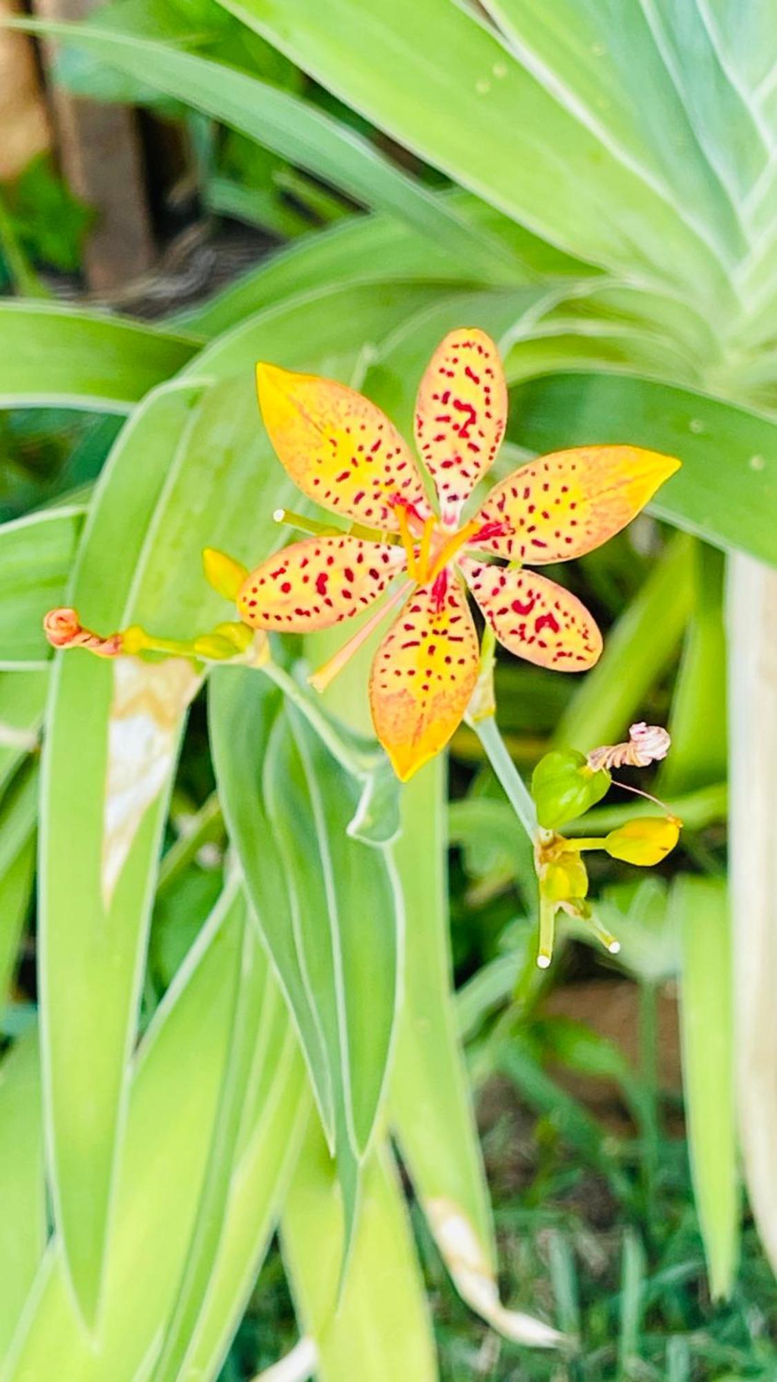 Pirenópolis Pousada Verdes Encantos מראה חיצוני תמונה